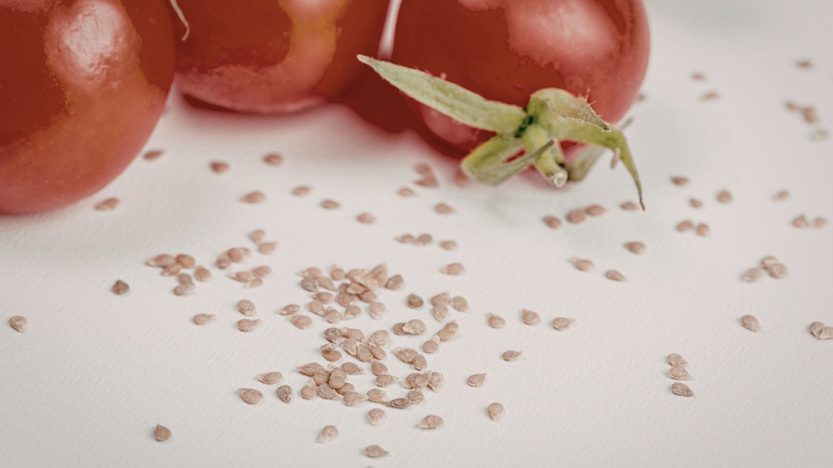 Beginner Seed Saving - Carolina Farm Stewardship Association